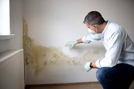 Best Mold Damage Restoration  in Stockton, MO